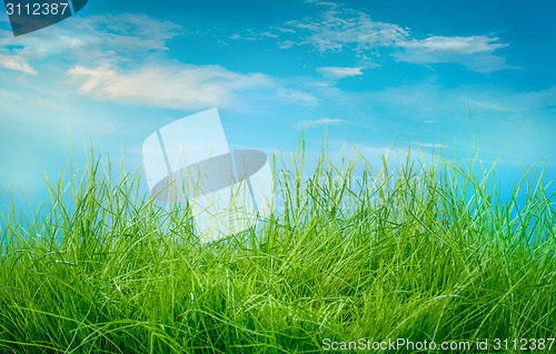 Image of Spring green grass