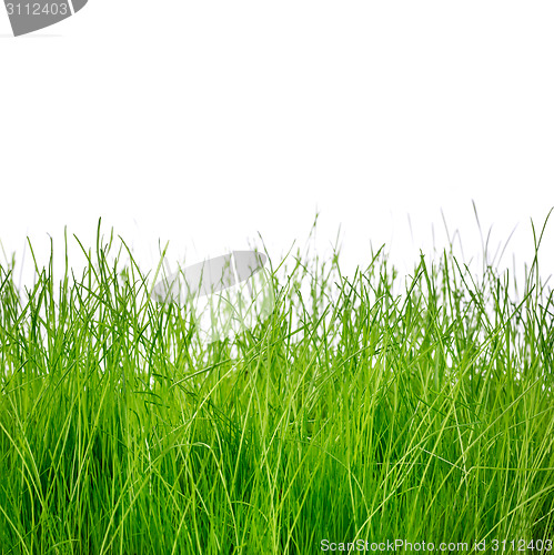 Image of Green grass isolated on white background