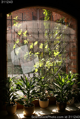 Image of Window and flowers
