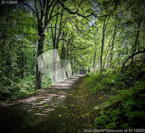 Image of autumnal woods