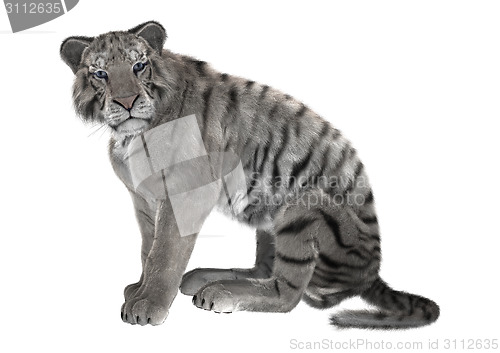 Image of White Tiger