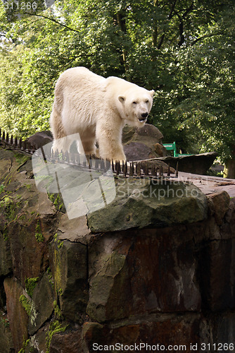 Image of White bear in Zoo