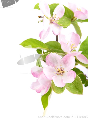 Image of apple tree blossoms