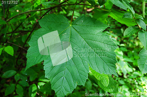 Image of Green leafe