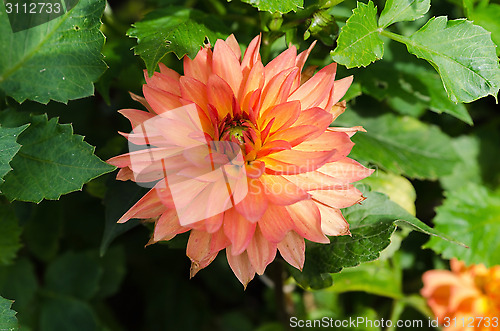 Image of Orange Dahlia