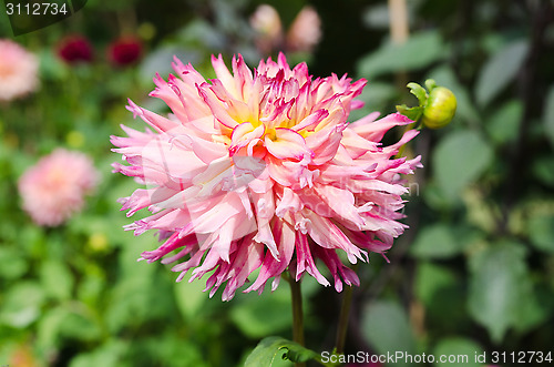 Image of one great dahlia