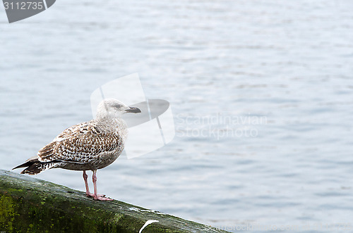 Image of Grey gull