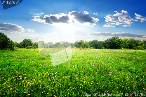 Image of Field flowers