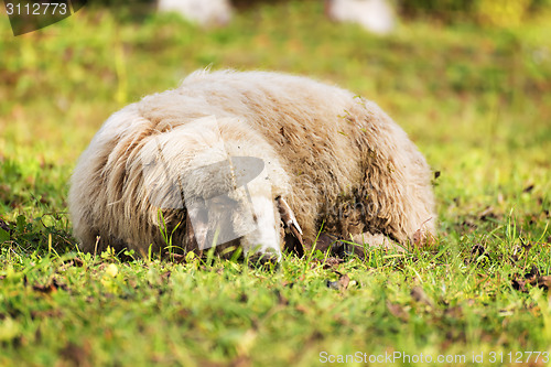 Image of Sleeping sheep in autumn