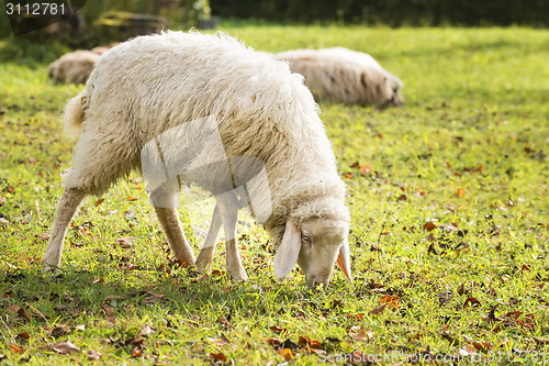 Image of Grazing sheep in autumn