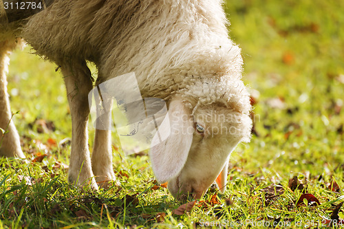 Image of Grazing sheep in autumn