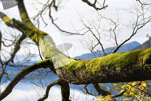 Image of branch with moss