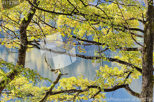 Image of Trees at lake Kochelsee