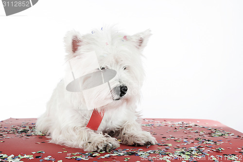 Image of Dog party