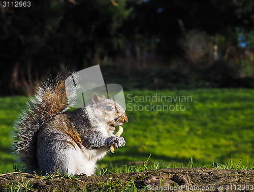 Image of Squirrel eating on a treat in a park in sunlight with green gras