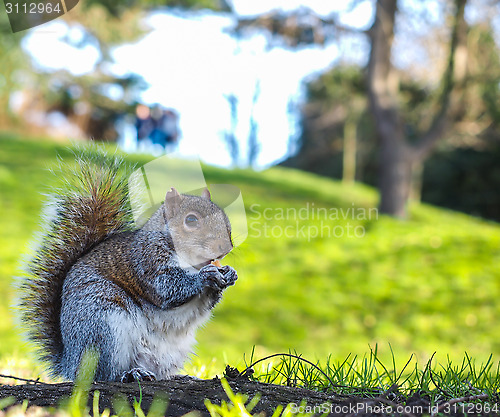 Image of Squirrel eating on a treat in a park in shadow with green grass