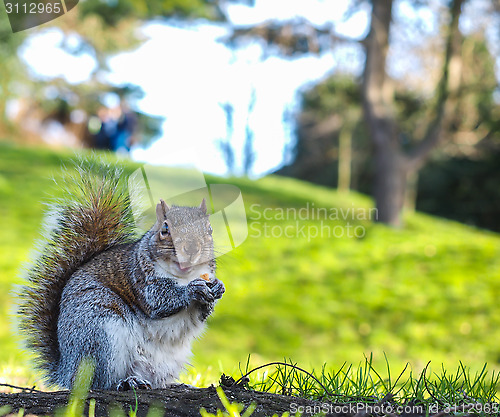 Image of Squirrel eating on a treat in a park in shadow with green grass