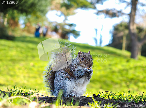 Image of Squirrel eating on a treat in a park in shadow with green grass