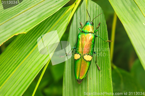 Image of beetle in Genus steriocera