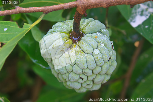 Image of Sugar apples  growing on a tree