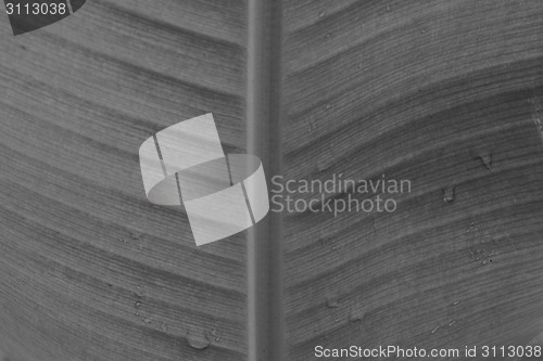 Image of abstract background  of banana leaf texture blur