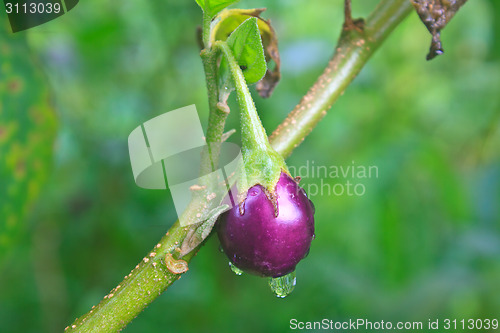 Image of fresh eggplant with drop water