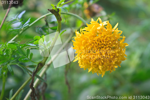 Image of Marigold  flowers field