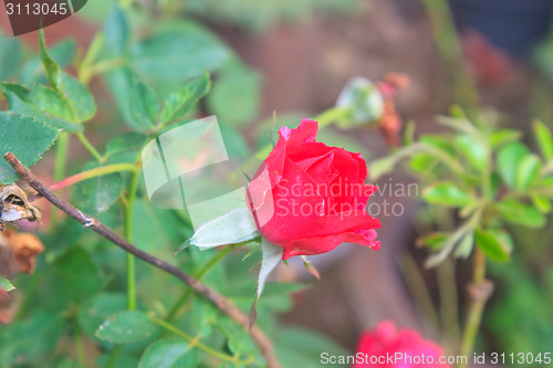 Image of  flowering red roses in the garden 