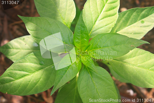 Image of green leaves of chili peppers tree