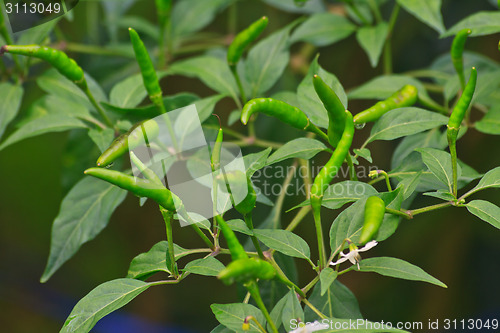 Image of Fresh chillies growing in the vegetable garden