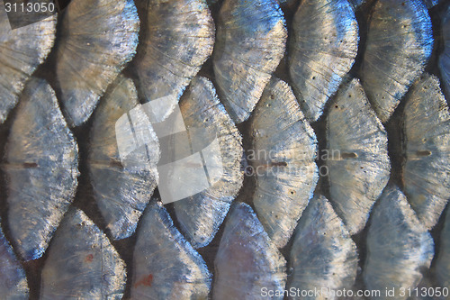 Image of Scales of fresh water fish