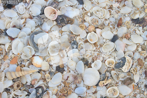 Image of variety of sea shells