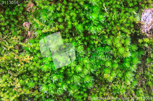 Image of  tree bark with moss