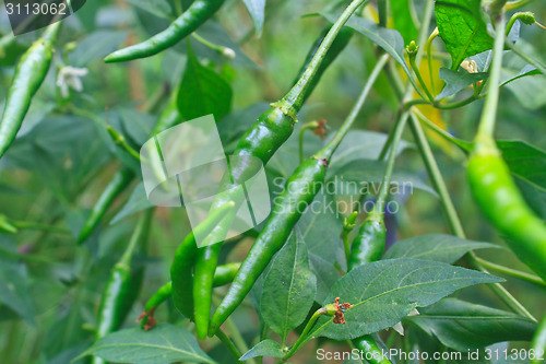 Image of Fresh chillies growing in the vegetable garden