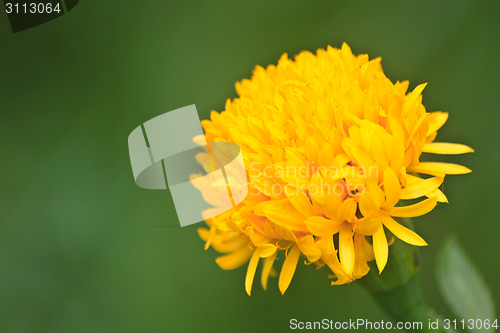 Image of Marigold  flowers field