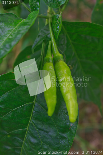 Image of Fresh chillies growing in the vegetable garden