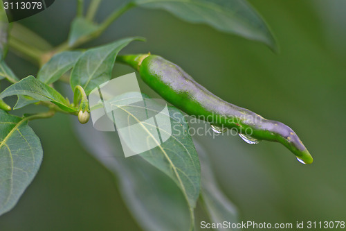Image of Fresh chillies growing with drop water 