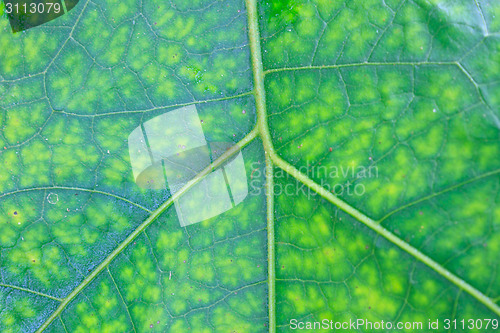 Image of Texture of a green leaf as background 