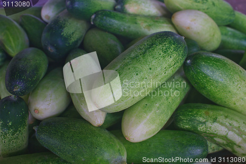Image of Fresh green cucumber collection on market