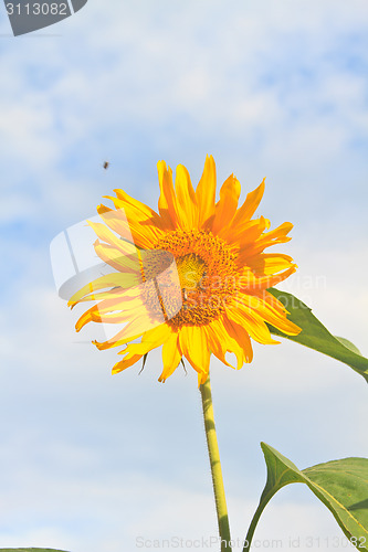 Image of beautiful sunflower in field and blue sky