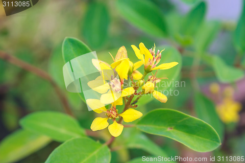 Image of summer background with beautiful yellow flowers 