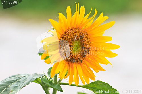 Image of beautiful sunflower in field