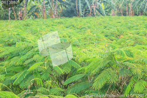 Image of Acacia pennata tree farm