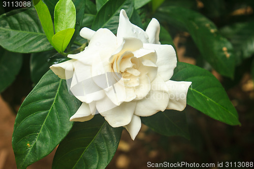 Image of beautiful Gardenia jasminoides flower on tree