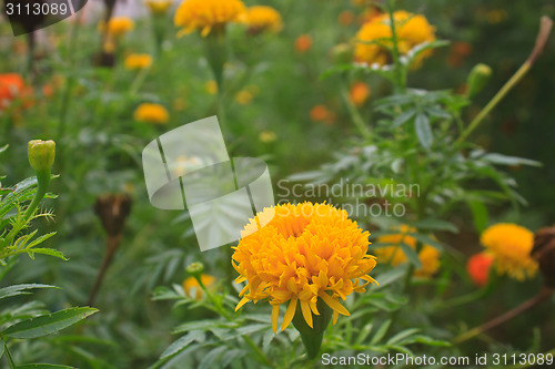 Image of Marigold  flowers field