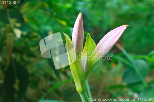 Image of Bud of Hippeastrum flower 