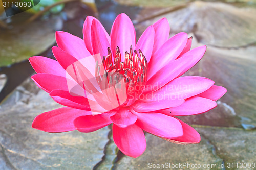 Image of The beautiful Blooming lotus flower