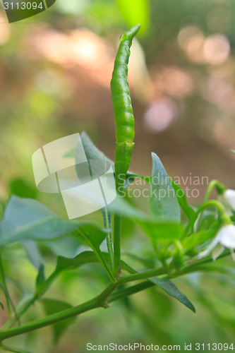 Image of Fresh chillies growing in the vegetable garden