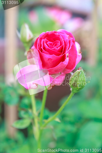 Image of flowering red roses in the garden