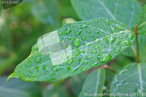 Image of green leaf with drops of water 